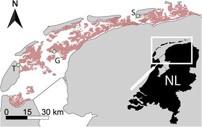 Mutual facilitation between foundation species Mytilus edulis and Lanice conchilega promotes habitat heterogeneity on tidal flats